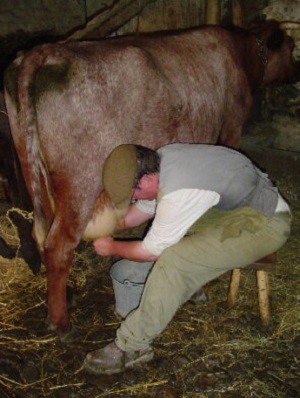 Maechanical milking of a cow for butter production