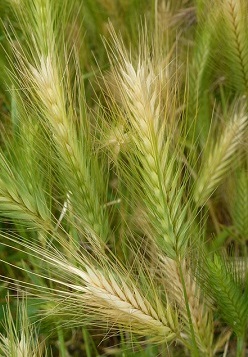 grain growing in field for breakfast cereals