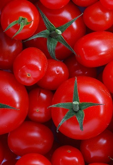 fresh tomatos for making ketchp that is free of high fructose corn syrup