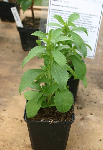 stevia plant image